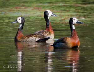 white faced whistling duck 2.jpg